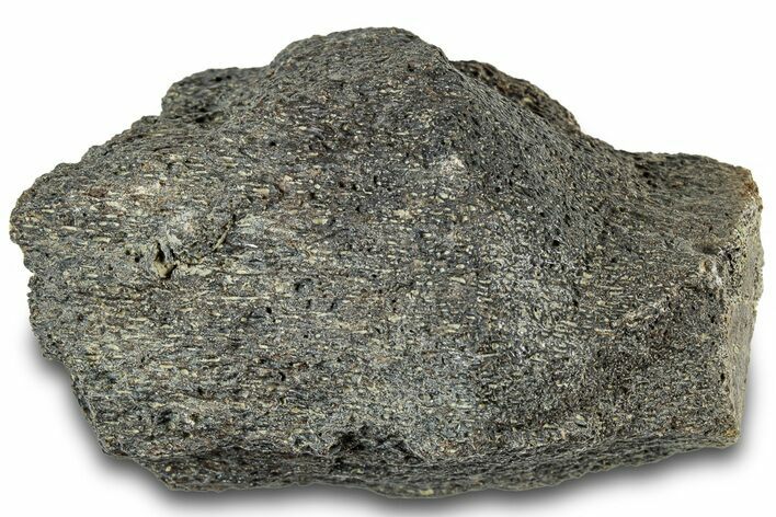 Dinosaur (Triceratops) Bone Section - Montana #312313